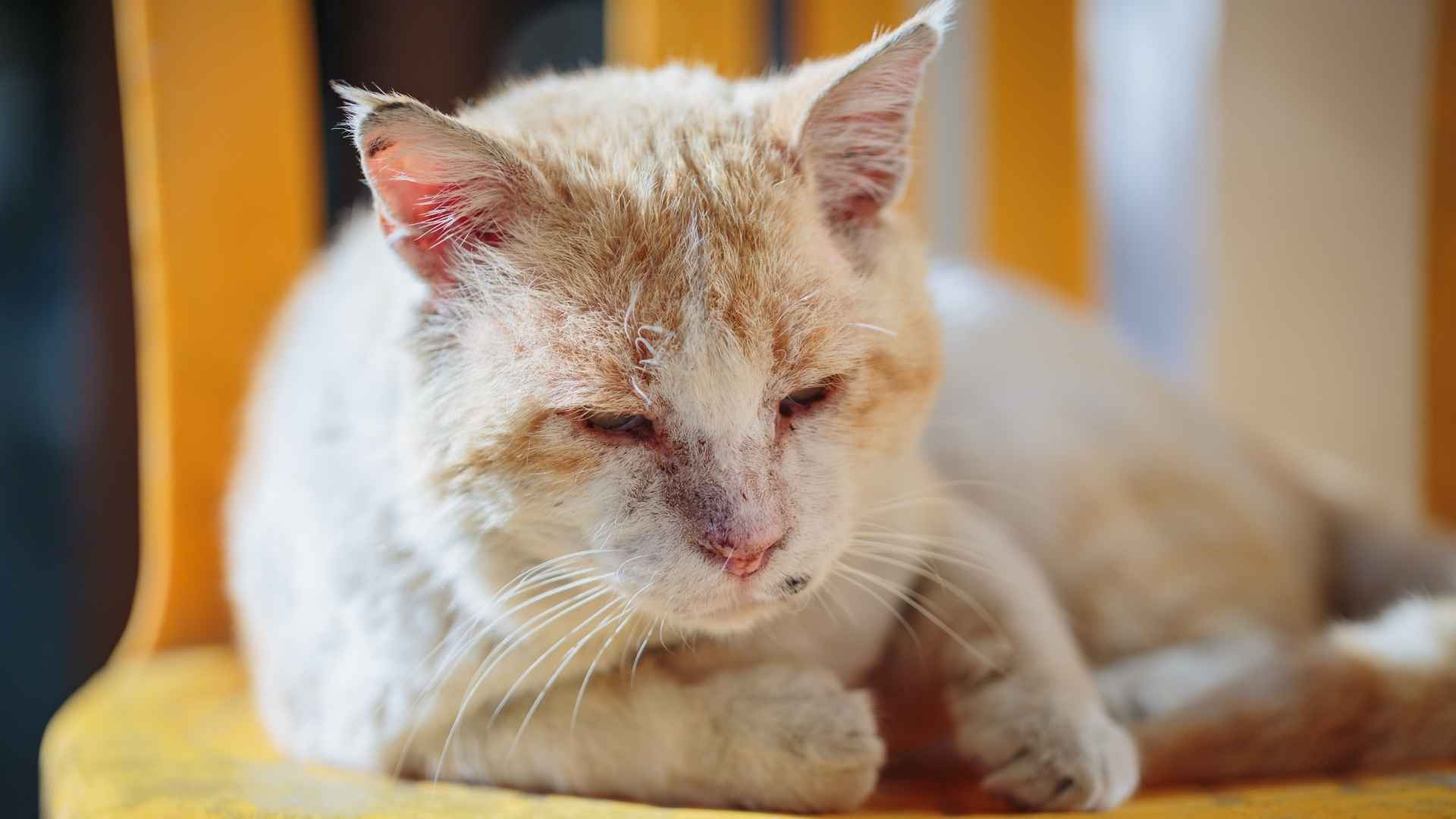 Gato enfermo de leucemia